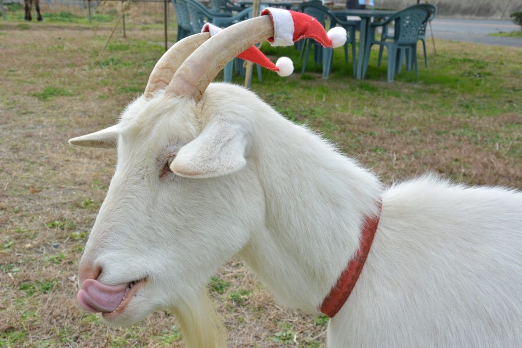 どうぶつと遊ぼう 平飼いの卵 つまんでご卵 福岡県糸島市 有限会社 緑の農園